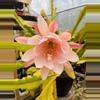 plant/Pink Flower Orchid Cactus cutting 7”-2-thumbnail