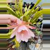 plant/Pink Flower Orchid Cactus cutting 7”-1-thumbnail
