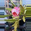 plant/Pink Flower Orchid Cactus cutting 7”-0-thumbnail