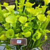 plant/#17 Sarracenia flava [vigorous] ( Carnivorous Plant - Pitcher Plant )-0-thumbnail