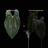 plant/Papi X FSRL-0-thumbnail