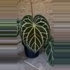 plant/JV FSRL X Doc F2-1-thumbnail
