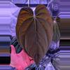 plant/Carla WU 1 Self X BVEP RA2-1-thumbnail