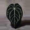 plant/Carla WU 1 Self X BVEP RA2-0-thumbnail
