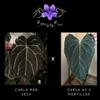 plant/Carla RA 8 Self X Carla A2 x Port-0-thumbnail