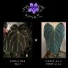 plant/Carla RA 8 Self X Carla A2 x Port-0-thumbnail