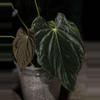 plant/Pure BVEP (RA 2 x Round x BBL)-1-thumbnail