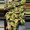 plant/Nepenthes ‘Miranda’ starter-0-thumbnail