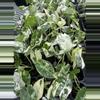 plant/Alocasia Frydek variegated starter-0-thumbnail