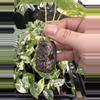 plant/Alocasia Frydek variegated starter-1-thumbnail