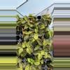 plant/Lightning jewel orchid starter-0-thumbnail