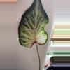 plant/A rooted blushing bride growers choice variegated-0-thumbnail