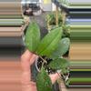 plant/Vitellinoides Splash-0-thumbnail