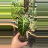 plant/Alocasia Polly 2”-0-thumbnail