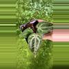 plant/B48 red crystal var rare-0-thumbnail