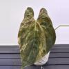 plant/B86 var papi fs self red var-0-thumbnail