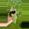 plant/B90 papi peachlawa self-0-thumbnail