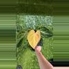 plant/B032 papi x forgetii mint var-0-thumbnail