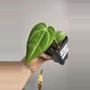 plant/2838 (Dorayaki x griege) x rc by Urban leaf shop-0-thumbnail
