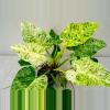 plant/0144 - Philodendron Giganteum Var. TC-0-thumbnail
