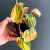 plant/0091 - Philodendron Micans Var TC-0-thumbnail