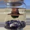plant/PRE ORDER WHITE COWBOY HAT FOR MOSS BALL-0-thumbnail