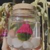 plant/PRE ORDER RED HAT FOR MOSS BALL-0-thumbnail