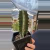 plant/Cactus Stenocactus Pipe Organ 5”-0-thumbnail