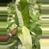 plant/CHANCE to win Monstera Albo - JOSE BUONO Growers Choice-1-thumbnail