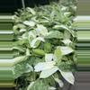 plant/CHANCE to win Monstera Albo - JOSE BUONO Growers Choice-2-thumbnail