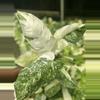 plant/CHANCE to win Monstera Albo - JOSE BUONO Growers Choice-0-thumbnail