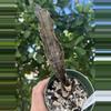 plant/4” Sansevieria kirkii ‘Coppertone’-0-thumbnail