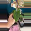 plant/G236 (Pap x Dress) X E Dress-0-thumbnail