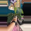 plant/G235 (Pap x Carla) X (FSRL x FS self)-0-thumbnail