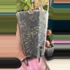 plant/G235 (Pap x Carla) X (FSRL x FS self)-2-thumbnail