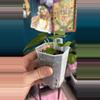 plant/G240 (Tim’s Black x Villenaorum) X (Wonderboy x Doc Block)-1-thumbnail