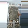 plant/Corkback-0-thumbnail