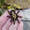 plant/Red Knee Tarantula Hard Enamel Pin-0-thumbnail