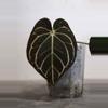 plant/Anthurium carlablackiae (OG4 x PM6)-0-thumbnail