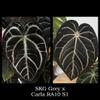 plant/SKG Grey x Carla RA10 S1 Growers Choice-0-thumbnail