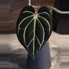 plant/Anthurium carlablackiae (OG4 x PM6)-1-thumbnail