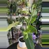 plant/Philodendron Whipple Way-0-thumbnail
