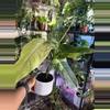 plant/Philodendron Whipple Way-1-thumbnail
