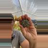 plant/Haworthia Cooperi-0-thumbnail
