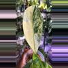 plant/Dieffenbachia Big Ben-2-thumbnail