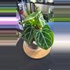 plant/Anthurium Crystallinum-1-thumbnail