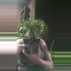 plant/Ponytail in 8" pot-0-thumbnail