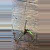 plant/Alocasia golden bone corm-0-thumbnail