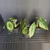 plant/Alocasia Green Unicorn-0-thumbnail