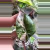 plant/Alocasia Pink yucatan sprouted corm-1-thumbnail